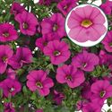Afbeelding van Calibrachoa P12 "Import" Early Pink